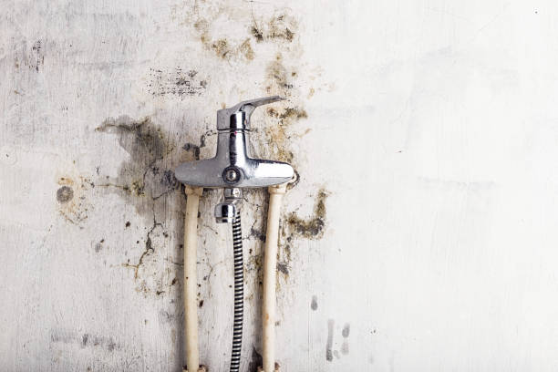 Best Local Mold Removal Service  in East Moline, IL