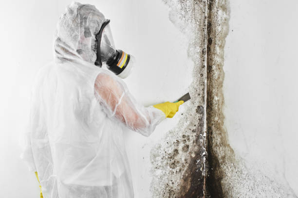 Best Mold Cleaning Services  in East Moline, IL