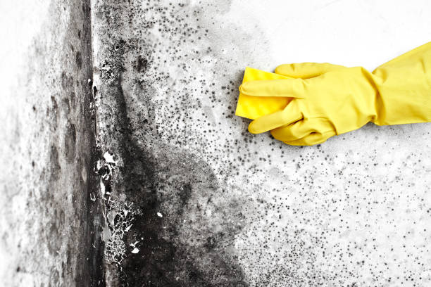 Best Local Mold Removal Service  in East Moline, IL