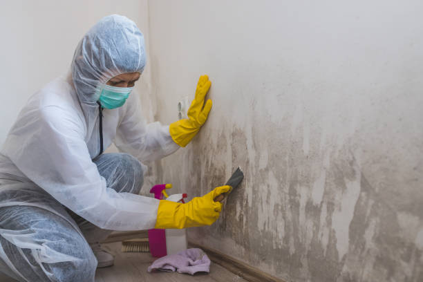 Best Mold Testing  in East Moline, IL
