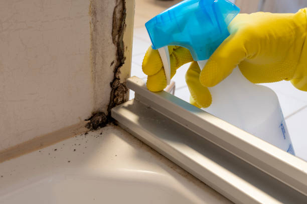 Best Same-Day Mold Removal  in East Moline, IL