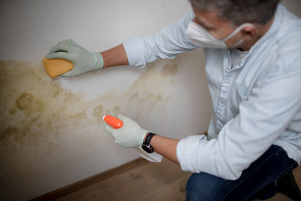 Best Toxic Mold Removal  in East Moline, IL