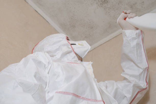 Best Emergency Mold Removal  in East Moline, IL