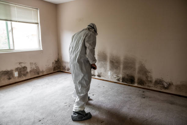 Best Fast Mold Removal  in East Moline, IL