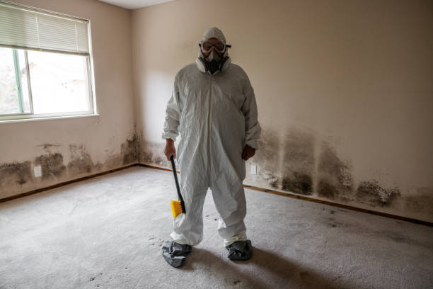Best Mold Removal Company Near Me  in East Moline, IL