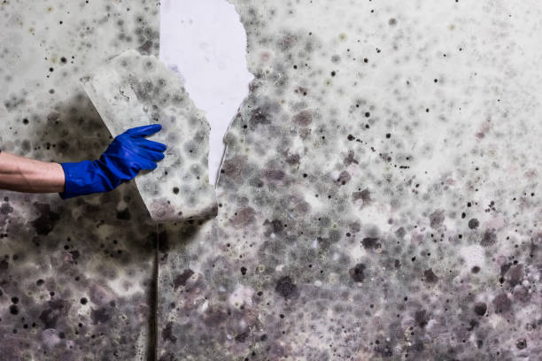 Best Mold Removal and Inspection  in East Moline, IL