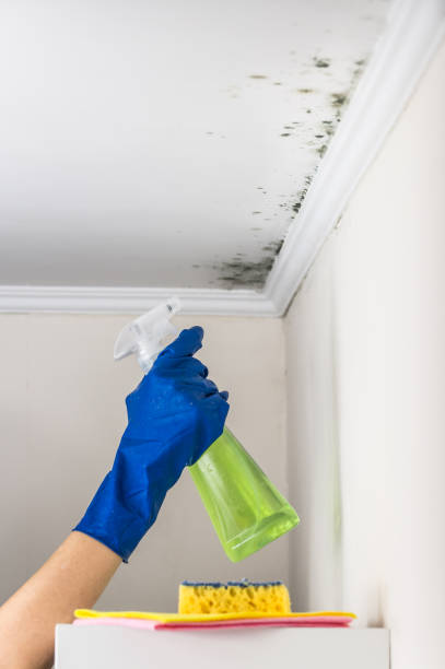 Best Residential Mold Removal  in East Moline, IL