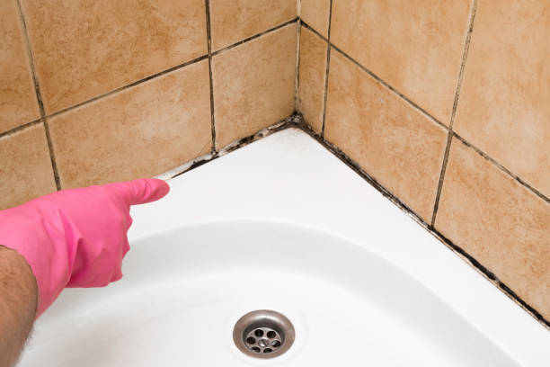 Trusted East Moline, IL Mold Removal Experts